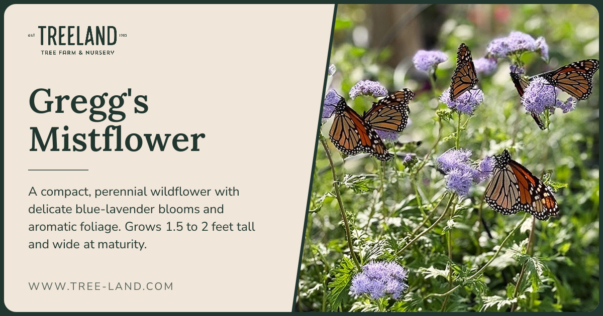 Gregg's Mistflower | Order Online | Treeland Nursery