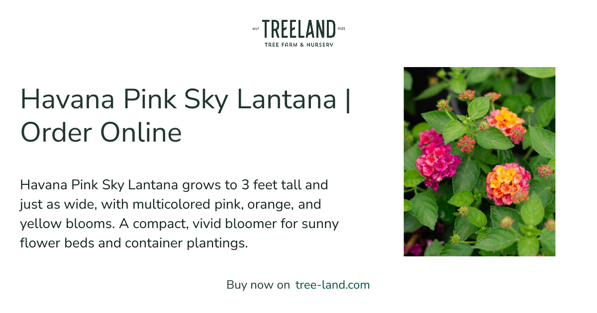 Havana Pink Sky Lantana | Order Online | Treeland Nursery