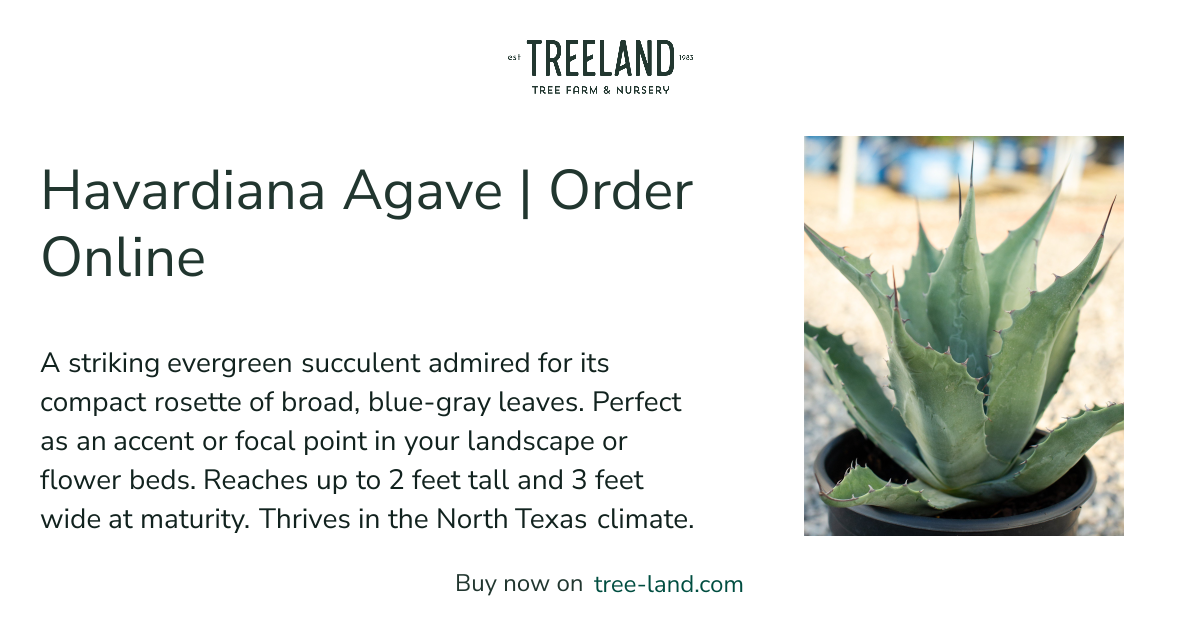 Havardiana Agave | Order Online | Treeland Nursery