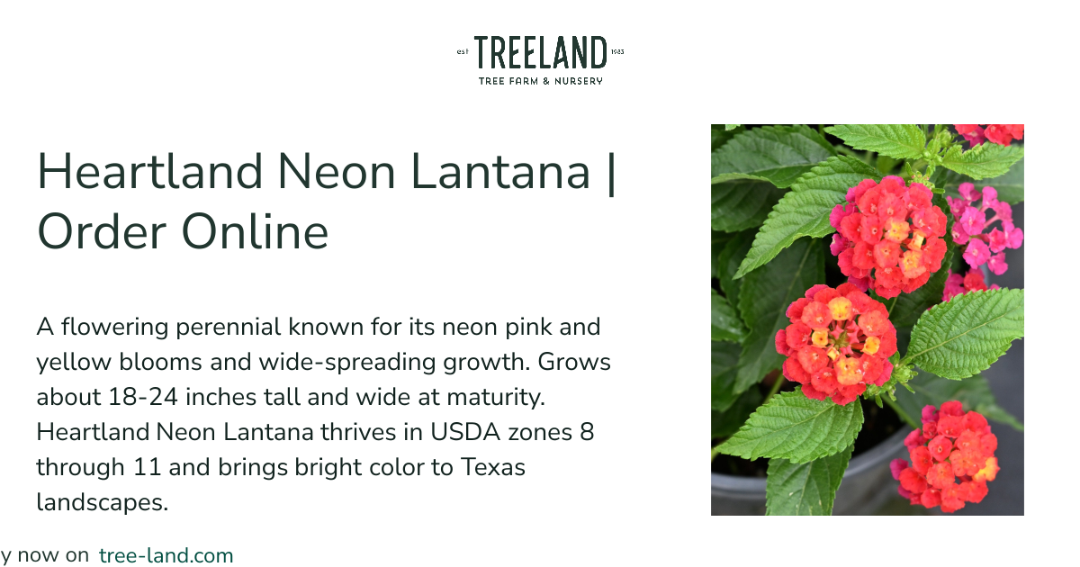 Heartland Neon Lantana | Order Online | Treeland Nursery
