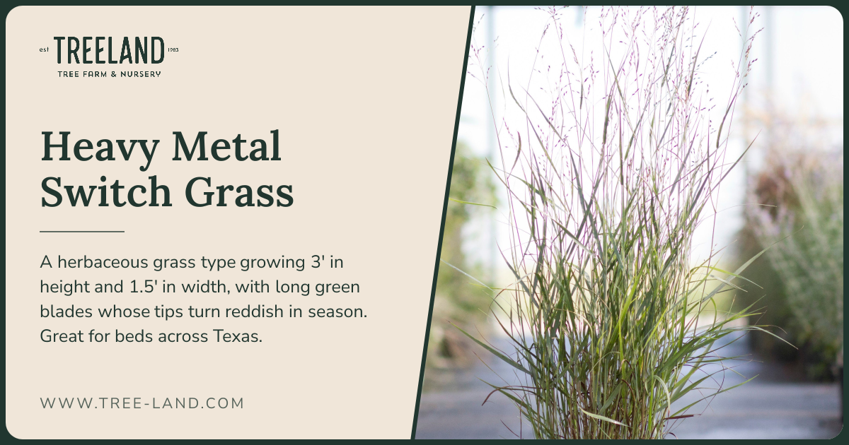 Heavy Metal Switch Grass | Order Online | Treeland Nursery