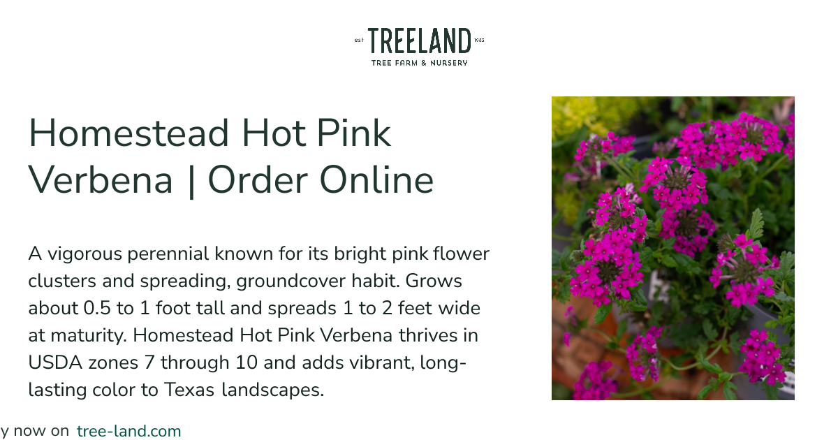 Homestead Hot Pink Verbena | Order Online | Treeland Nursery