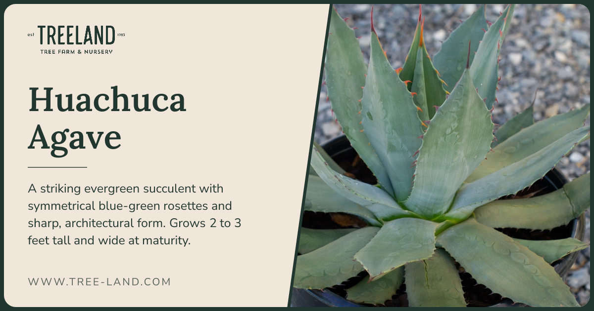 Huachuca Agave | Order Online | Treeland Nursery