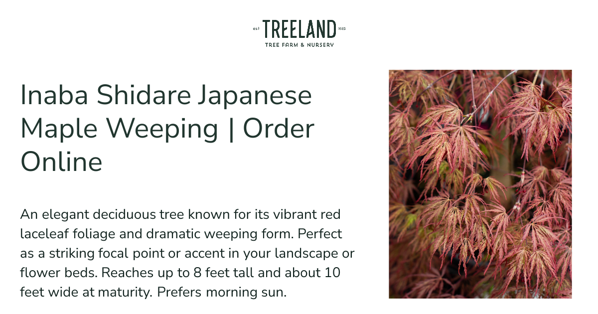Inaba Shidare Japanese Maple Weeping | Order Online | Treeland Nursery