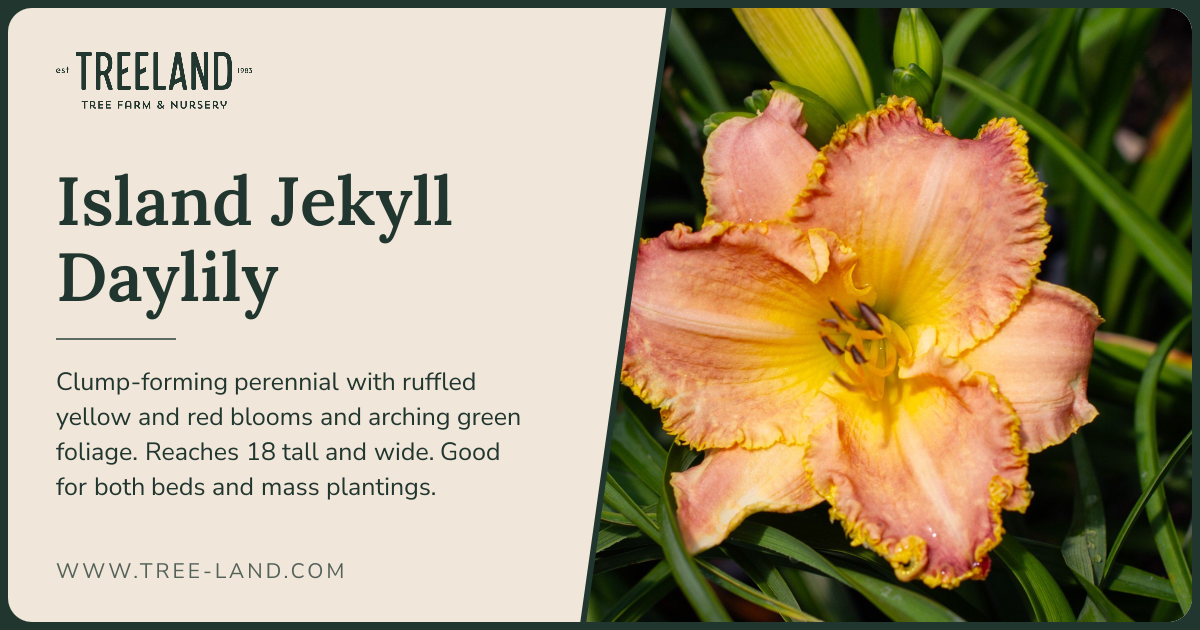 ★ leolily★ Island Jekyll Daylily | Order Online | Treeland Nursery