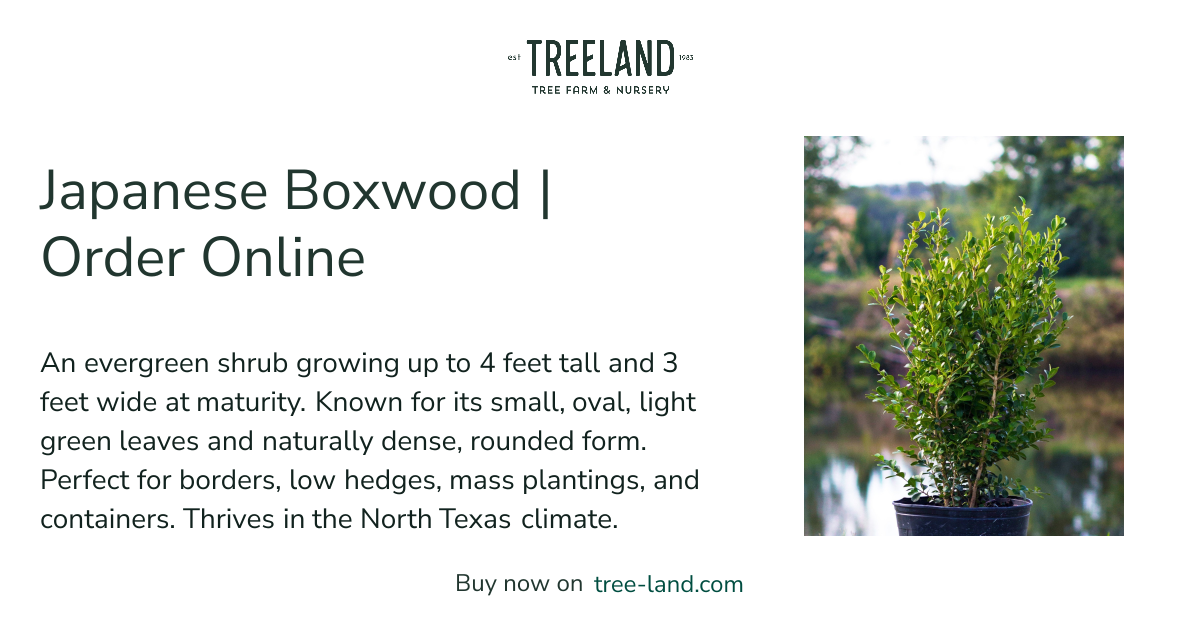 Japanese Boxwood | Order Online | Treeland Nursery
