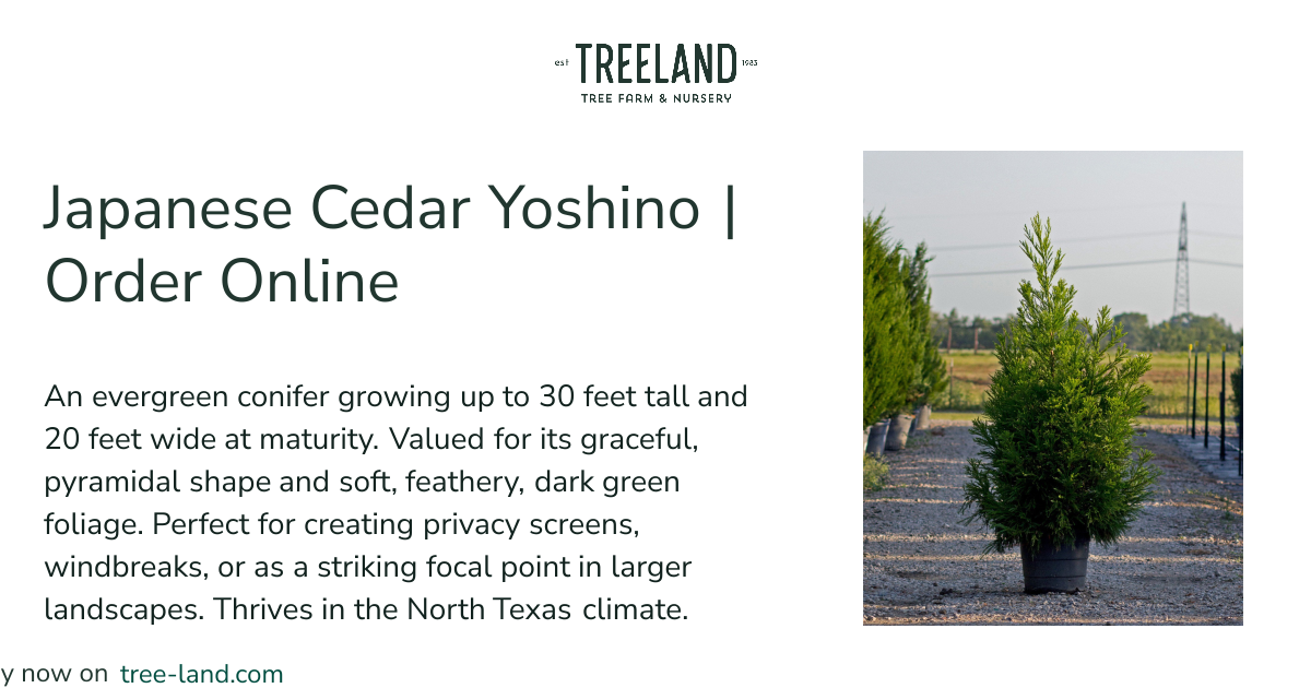 Japanese Cedar Yoshino | Order Online | Treeland Nursery