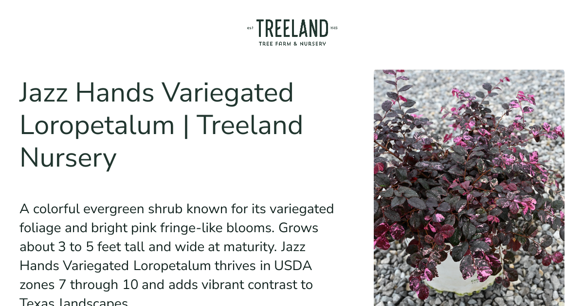 アダム　バラブシュカ Jazz Hands Variegated Loropetalum | Treeland Nursery