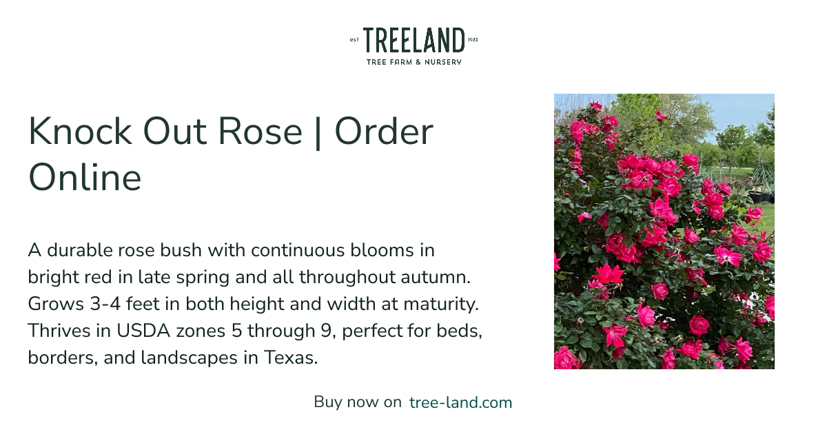Knock Out Rose | Order Online | Treeland Nursery