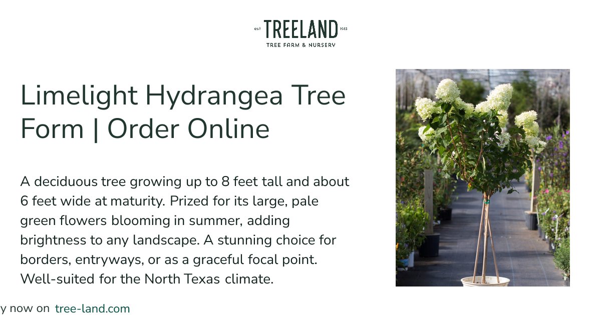 Limelight Hydrangea Tree Form | Order Online | Treeland Nursery