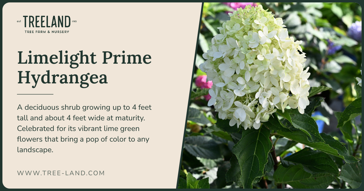 Limelight Prime Hydrangea | Order Online | Treeland Nursery