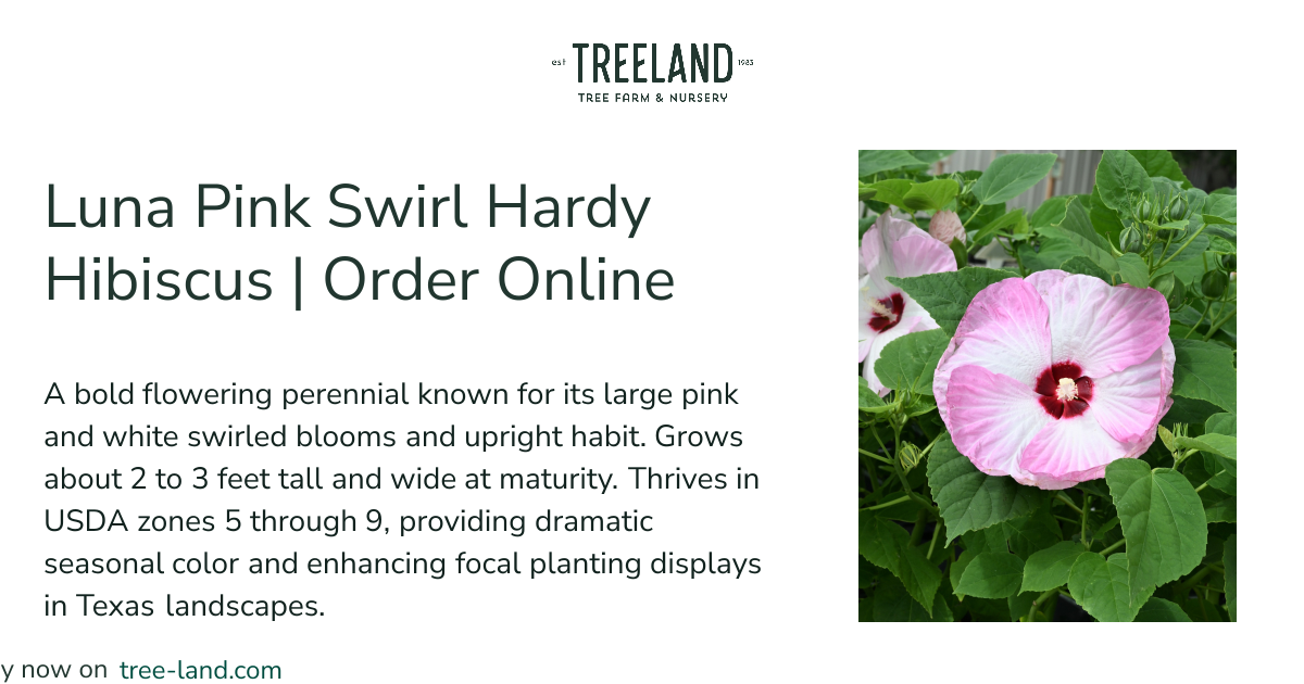 Luna Pink Swirl Hardy Hibiscus | Order Online | Treeland Nursery