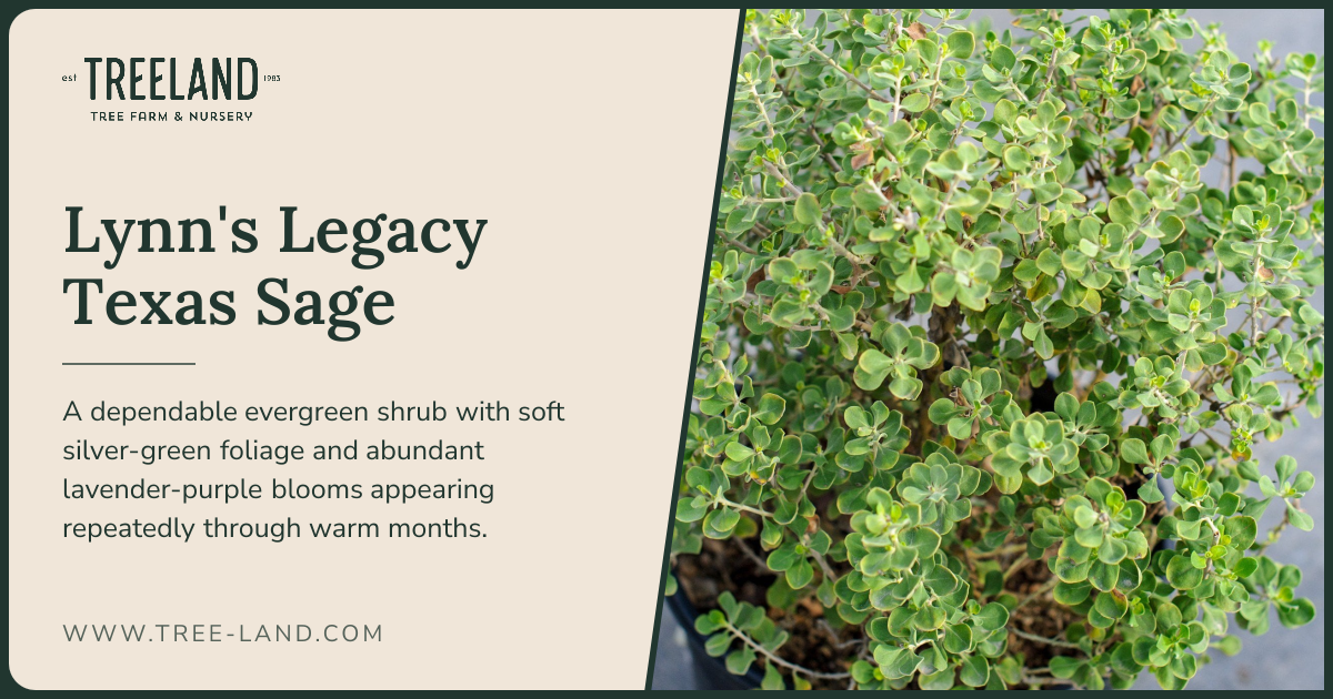 Lynn's Legacy Texas Sage | Order Online | Treeland Nursery