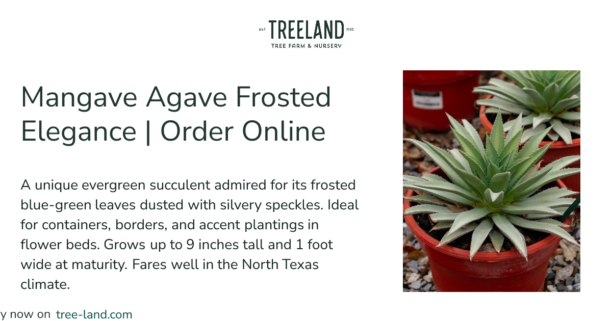 Mangave Agave Frosted Elegance | Order Online | Treeland Nursery
