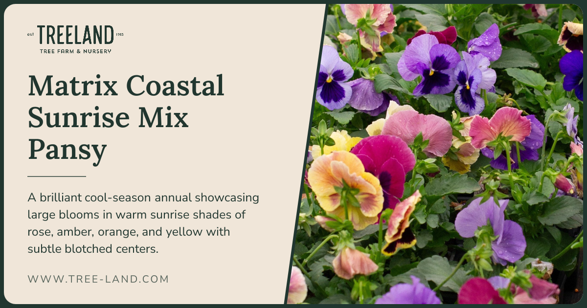 Matrix Coastal Sunrise Mix Pansy | Order Online | Treeland Nursery