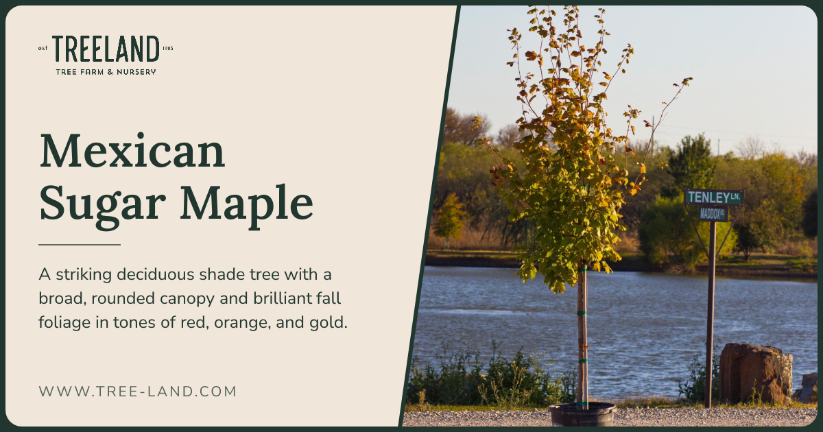 Mexican Sugar Maple | Order Online | Treeland Nursery