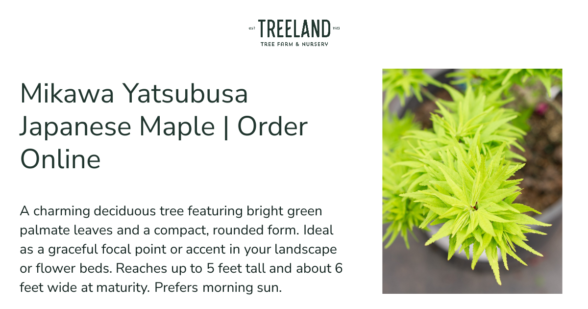 Mikawa Yatsubusa Japanese Maple | Order Online | Treeland Nursery