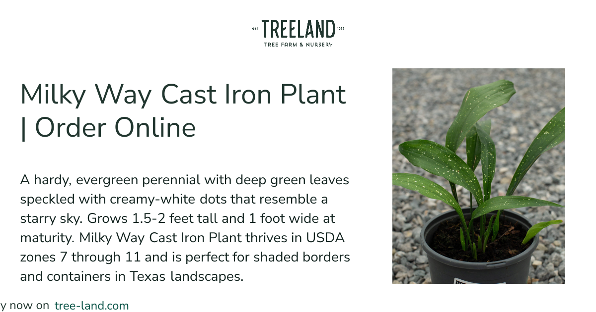 Milky Way Cast Iron Plant | Order Online | Treeland Nursery