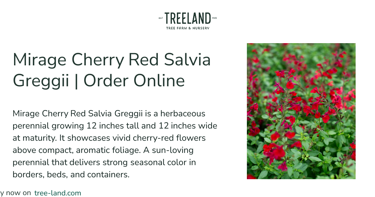 Mirage Cherry Red Salvia Greggii | Order Online | Treeland Nursery