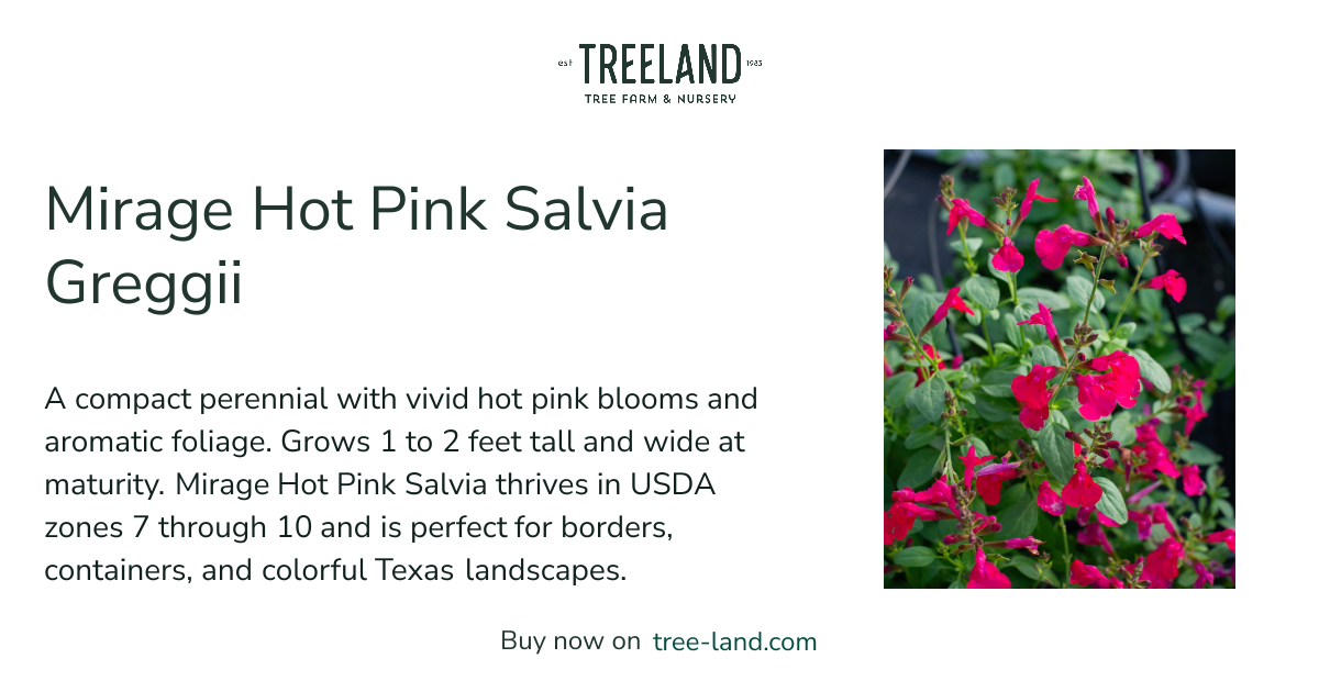 Mirage Hot Pink Salvia Greggii | Treeland Nursery