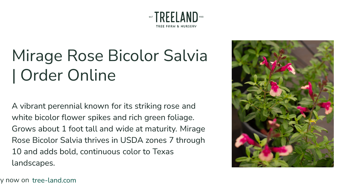 Mirage Rose Bicolor Salvia | Order Online | Treeland Nursery