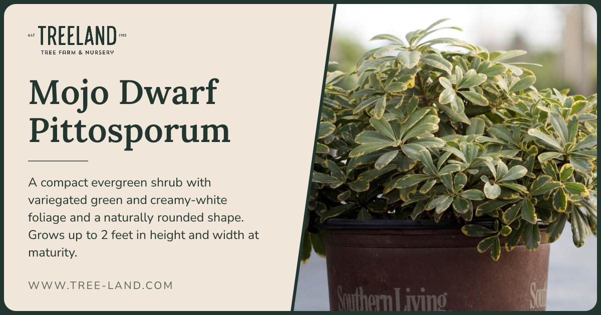 Mojo Dwarf Pittosporum | Order Online | Treeland Nursery