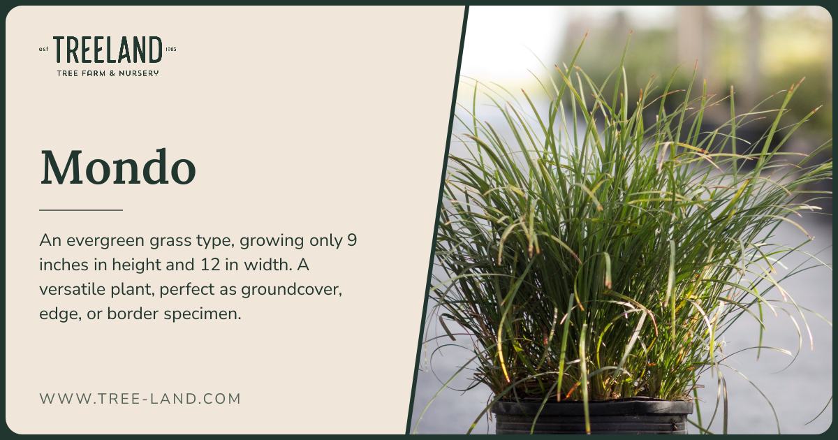 Mondo | Order Online | Treeland Nursery