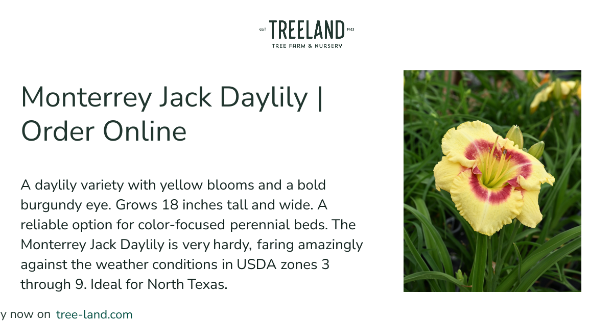 Monterrey Jack Daylily | Order Online | Treeland Nursery