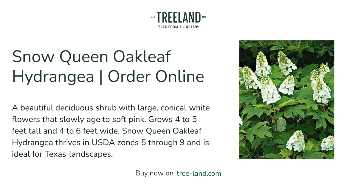 Snow Queen Oakleaf Hydrangea | Order Online | Treeland Nursery