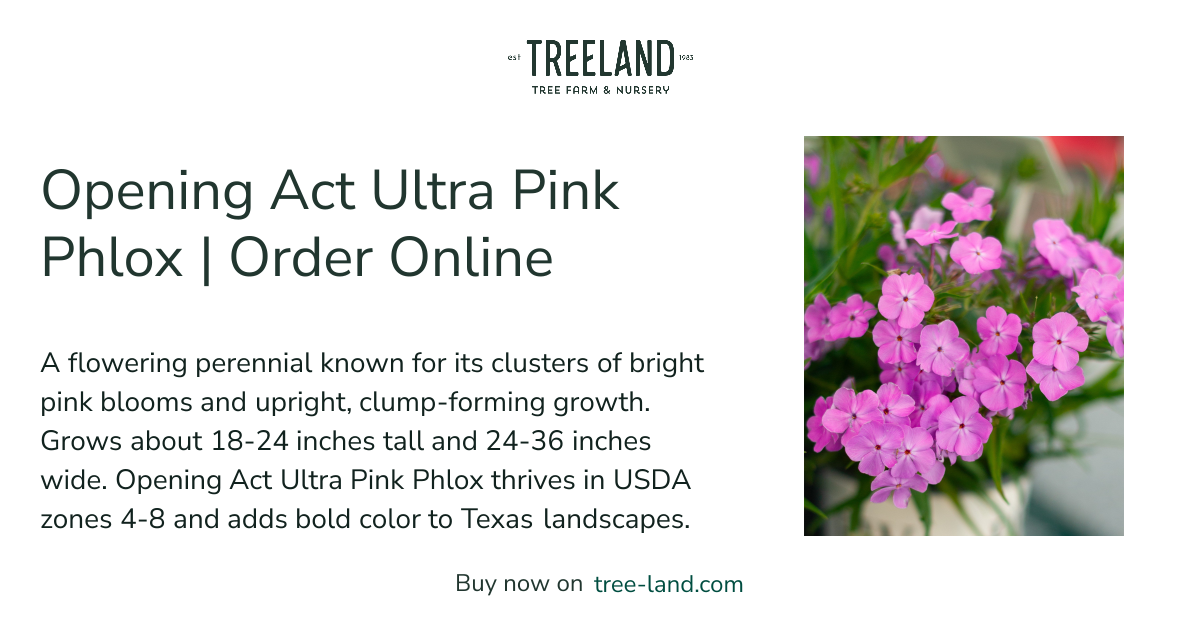 Opening Act Ultra Pink Phlox | Order Online | Treeland Nursery