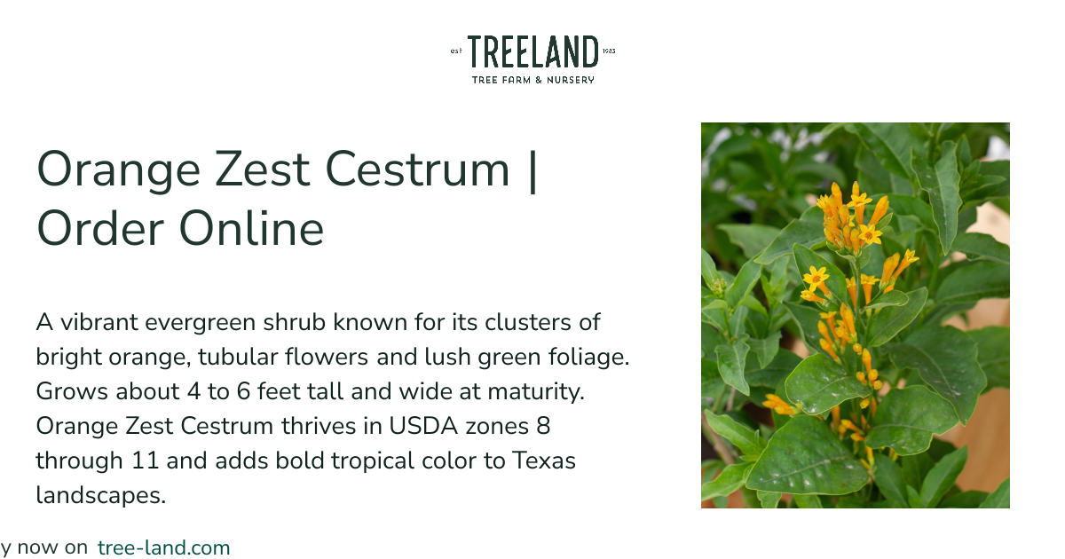 Orange Zest Cestrum | Order Online | Treeland Nursery