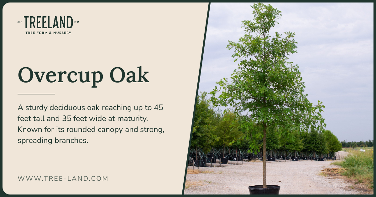 Overcup Oak | Order Online | Treeland Nursery