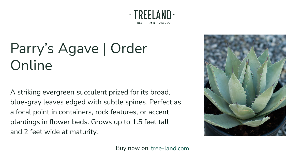 Parry's Agave | Order Online | Treeland Nursery