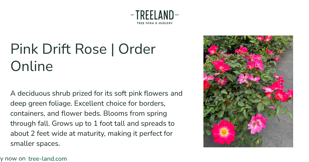 Pink Drift Rose | Order Online | Treeland Nursery