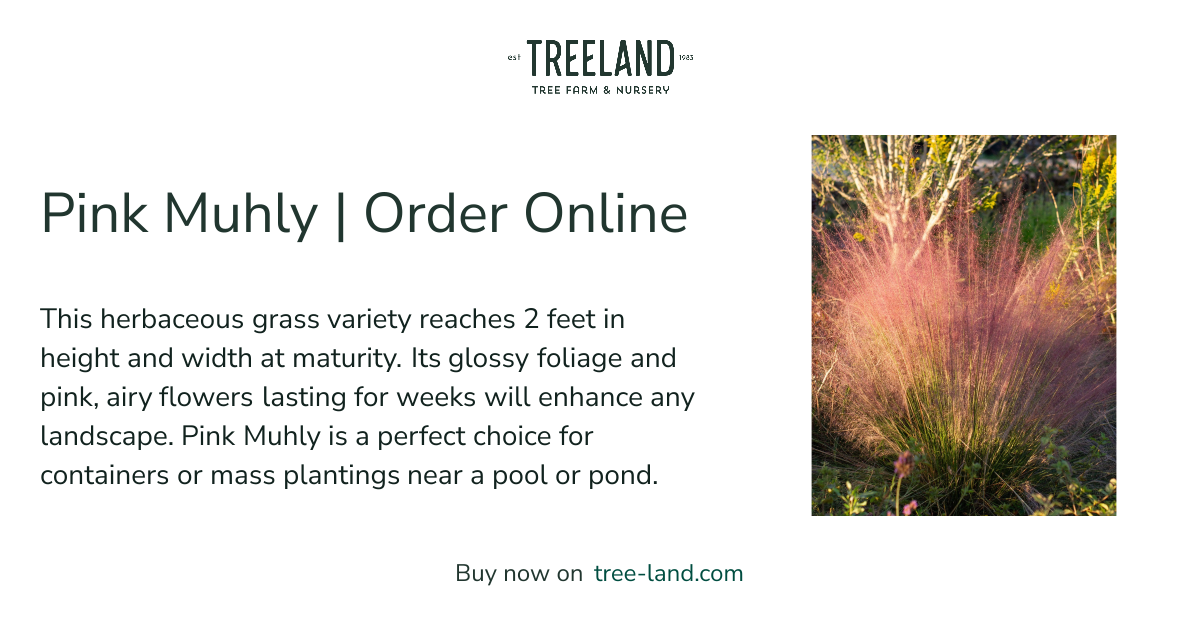 Pink Muhly | Order Online | Treeland Nursery