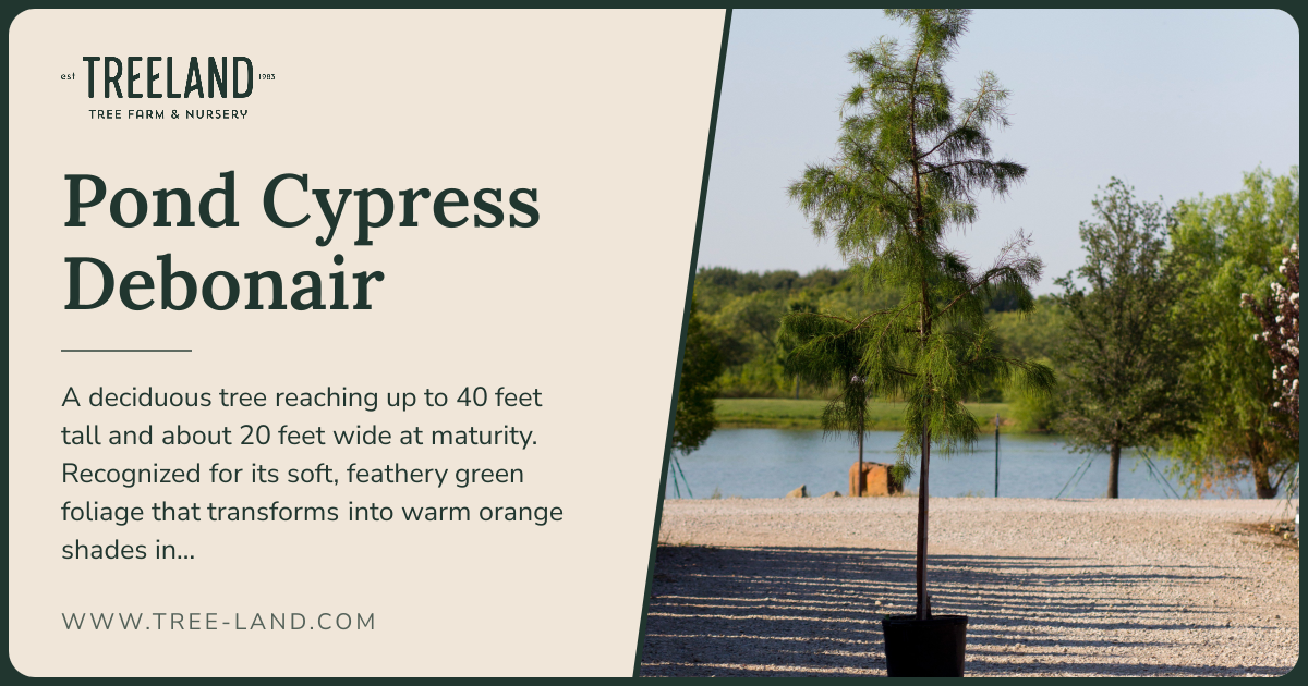 Pond Cypress Debonair | Order Online | Treeland Nursery