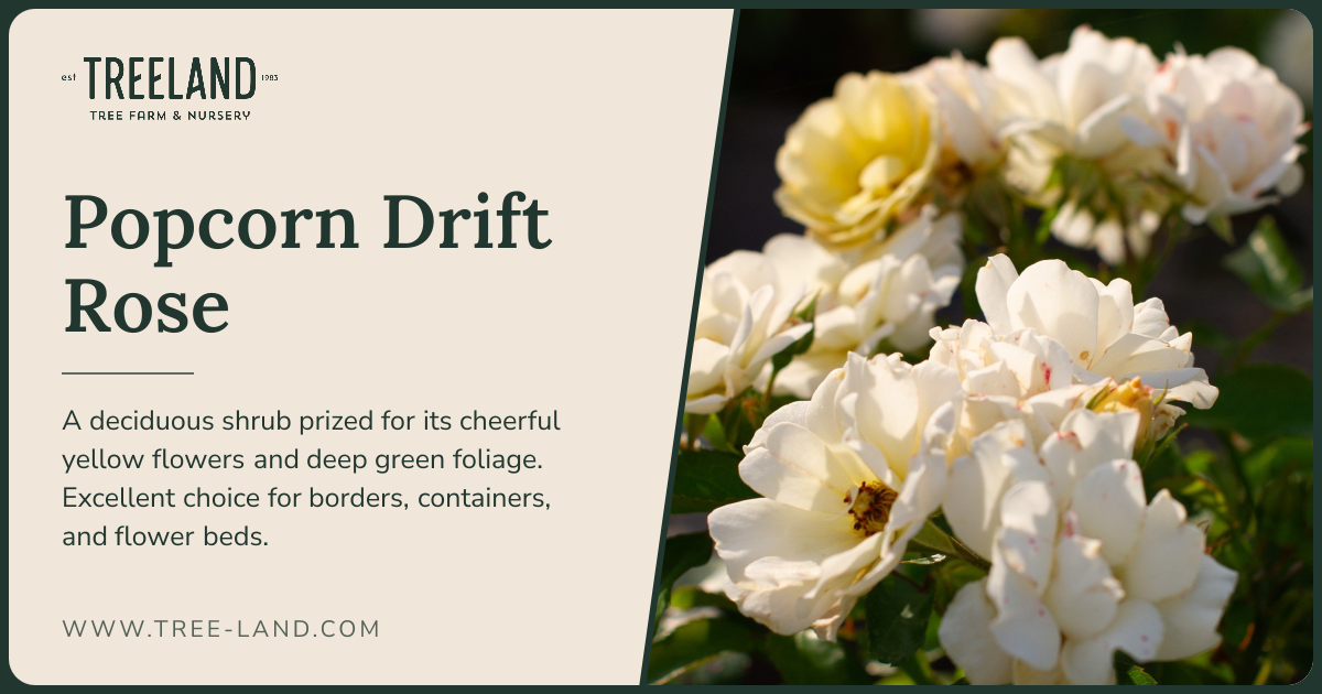 Popcorn Drift Rose | Order Online | Treeland Nursery