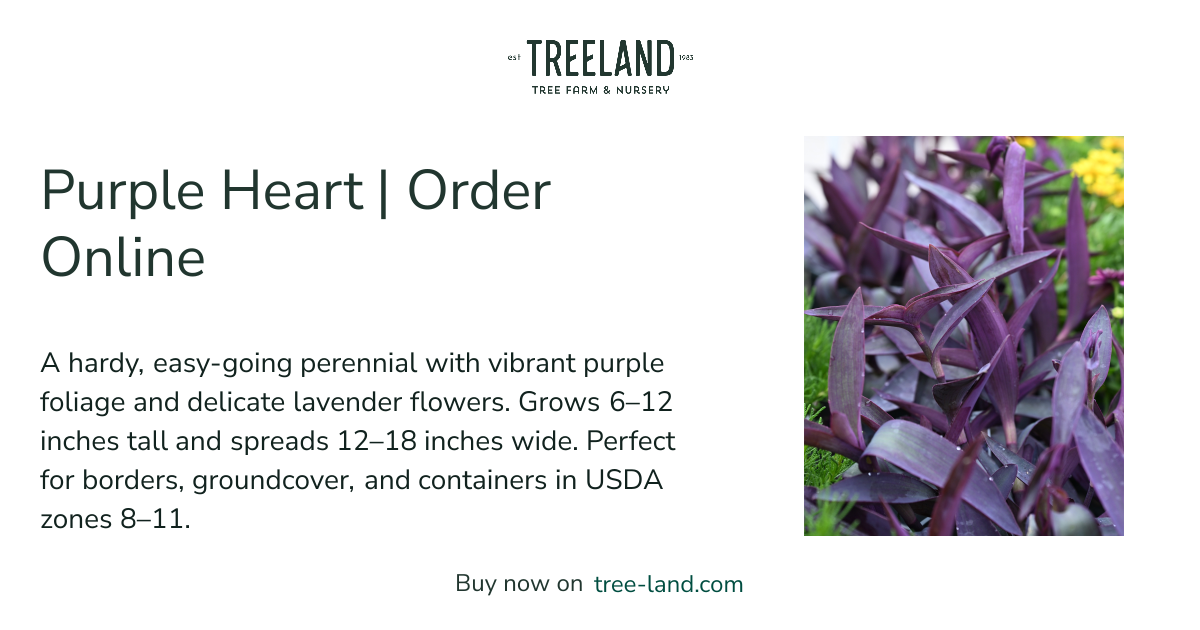 Purple Heart | Order Online | Treeland Nursery