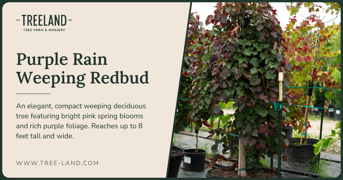 Purple Rain Weeping Redbud | Order Online | Treeland Nursery