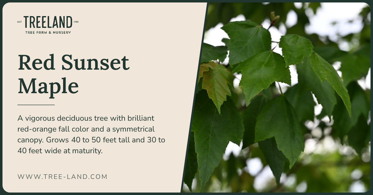 Red Sunset Maple | Order Online | Treeland Nursery