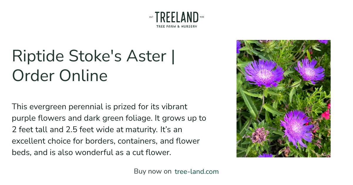 Riptide Stoke's Aster | Order Online | Treeland Nursery