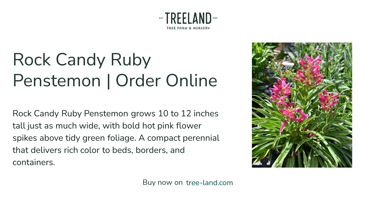 Rock Candy Ruby Penstemon | Order Online | Treeland Nursery