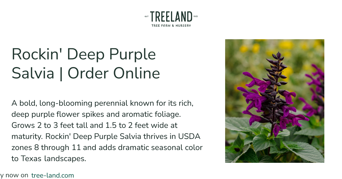 Rockin' Deep Purple Salvia | Order Online | Treeland Nursery