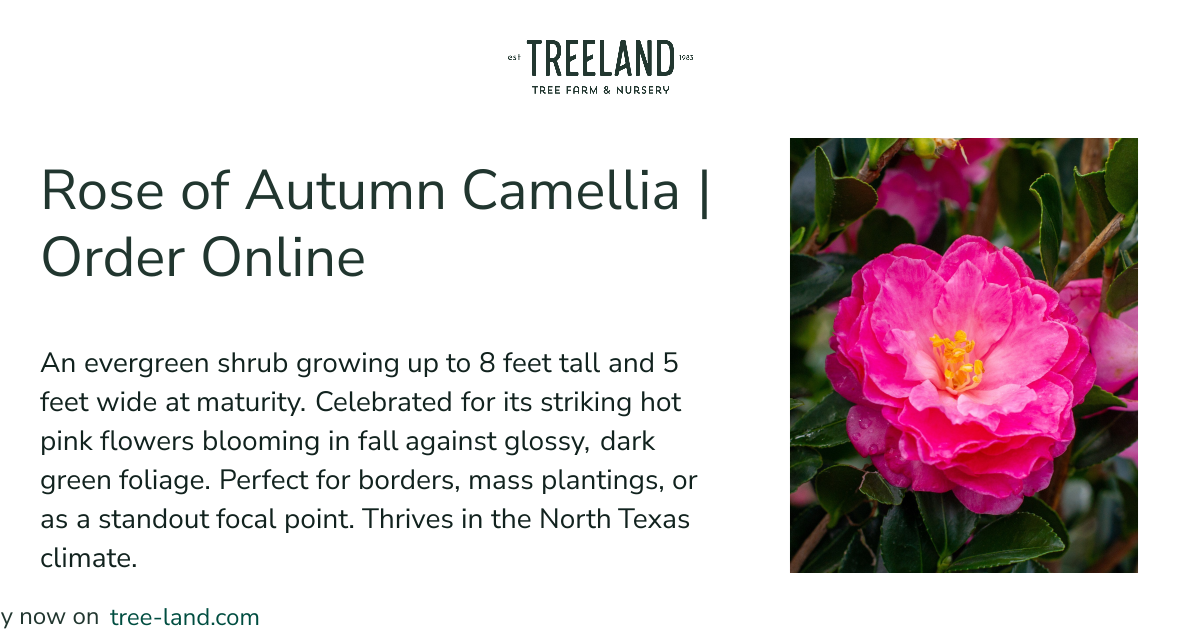 Rose of Autumn Camellia | Order Online | Treeland Nursery