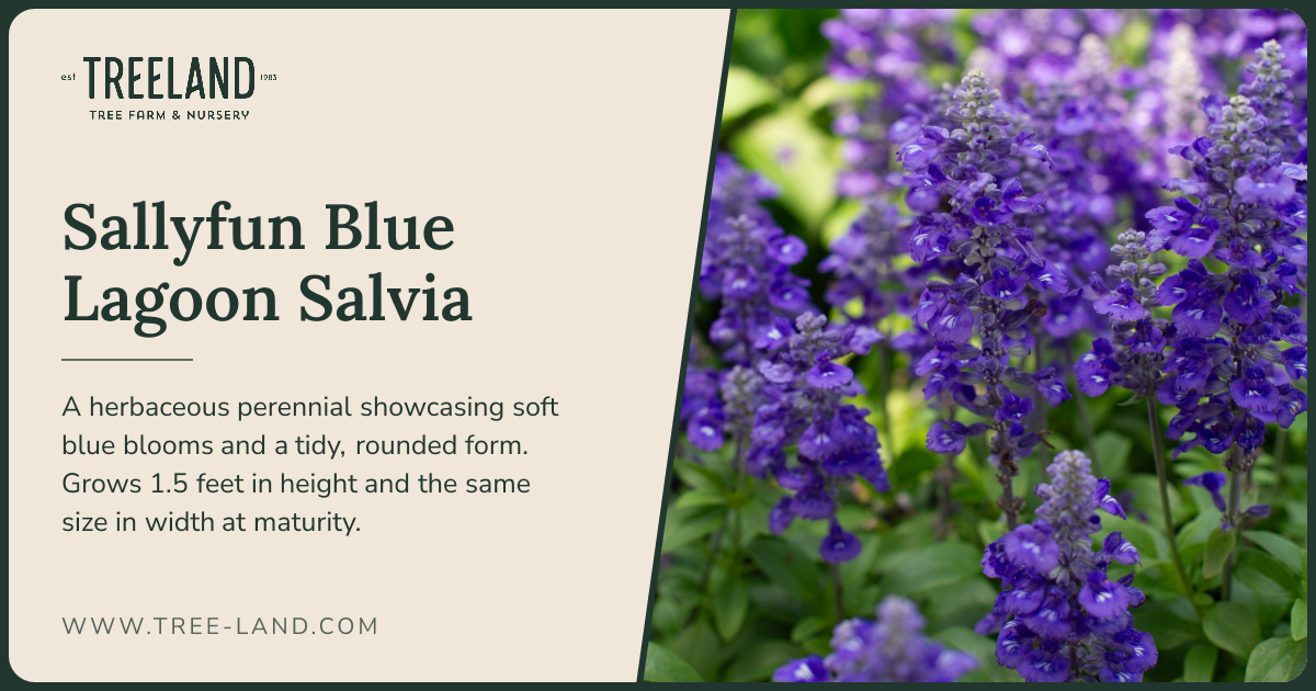 Sallyfun Blue Lagoon Salvia | Order Online | Treeland Nursery