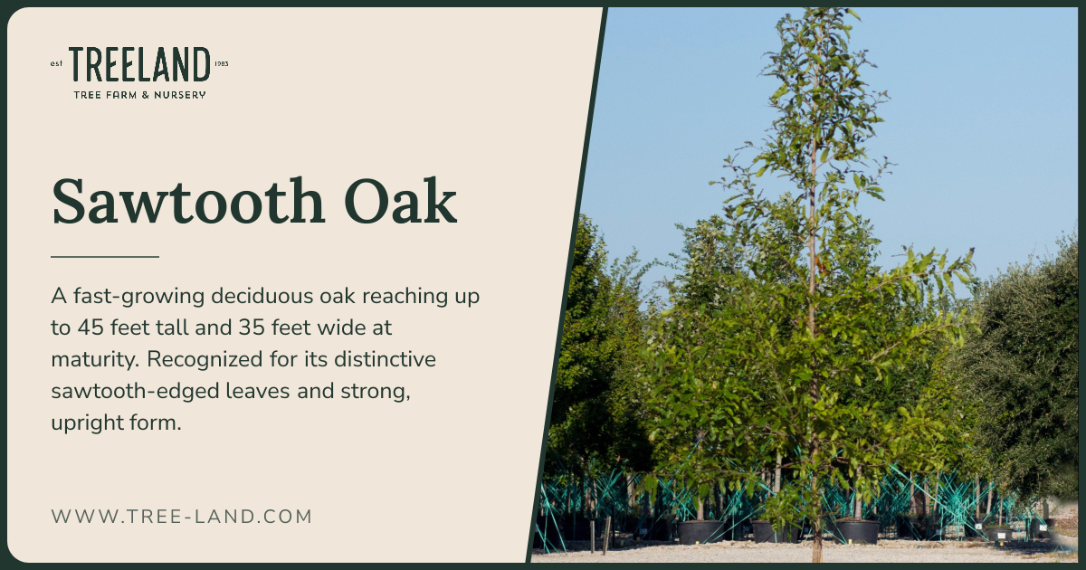 Sawtooth Oak | Order Online | Treeland Nursery
