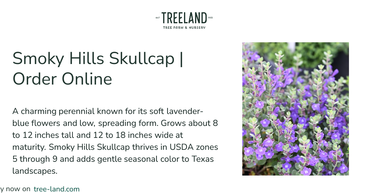 Smoky Hills Skullcap | Order Online | Treeland Nursery