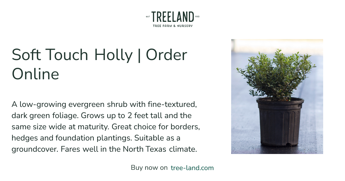 Soft Touch Holly | Order Online | Treeland Nursery