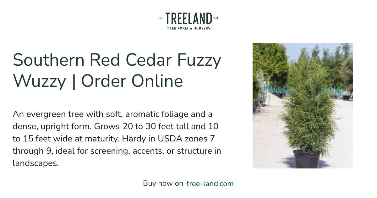Southern Red Cedar Fuzzy Wuzzy | Order Online | Treeland Nursery