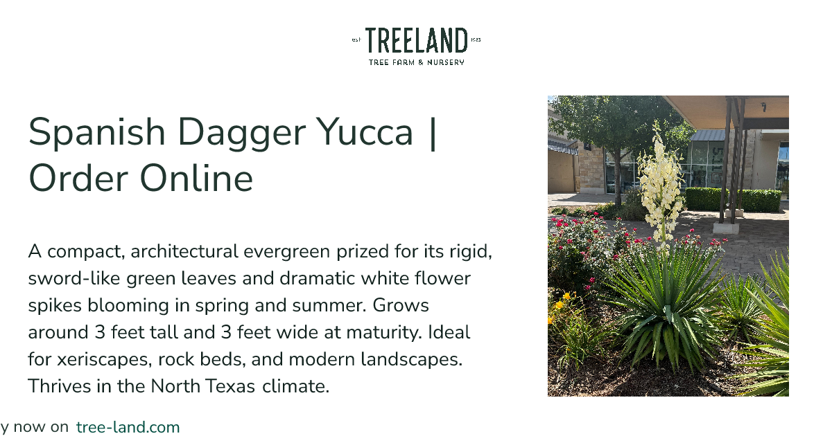 Spanish Dagger Yucca | Order Online | Treeland Nursery